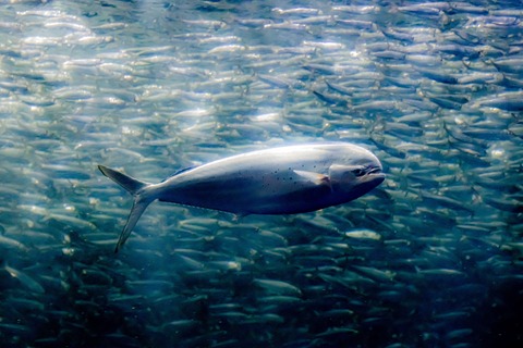 名古屋港水族館 シイラ-9