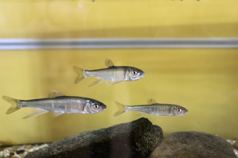 ひみラボ水族館-16