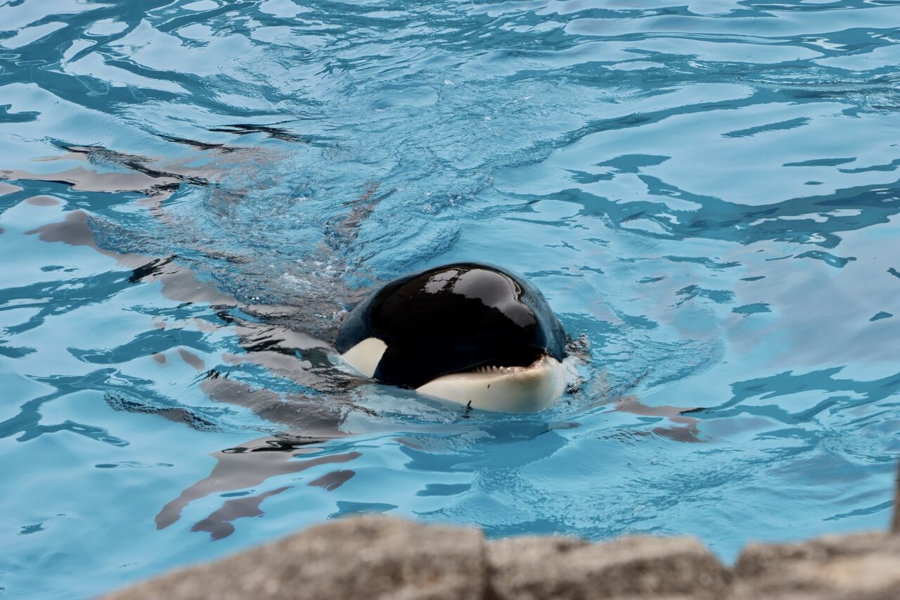 名古屋港水族館 シャチのリンの公開トレーニング 22年2月 主食は水族館です
