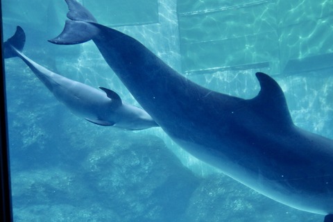 名古屋港 バンドウイルカ 赤ちゃん-4