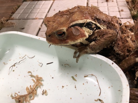 茶臼山高原両生類研究所 カエル館-26