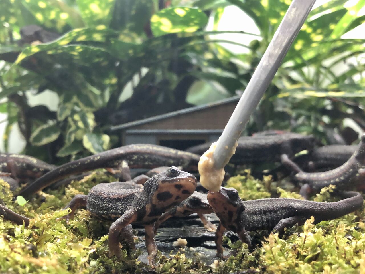 イモリの幼体が人工餌をパクパク食べる 主食は水族館です