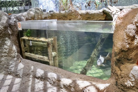天王寺動物園 爬虫類生態館アイファー イモリ-4