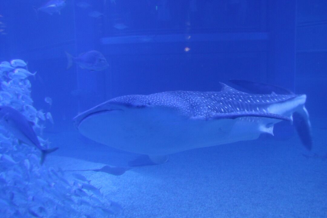 大阪府 海遊館 主食は水族館です 大阪府 海遊館 主食は水族館です