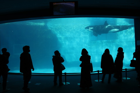 名古屋港水族館 シャチ2021-28