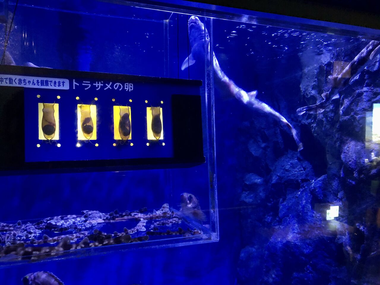 愛知県 碧南海浜水族館 主食は水族館です 愛知県 碧南海浜水族館 主食は水族館です