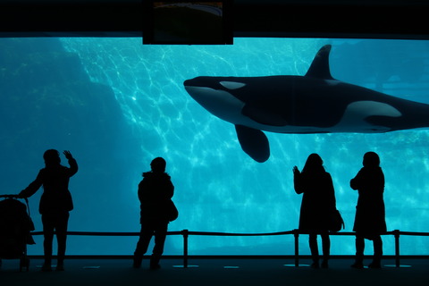 名古屋港水族館 シャチの公開トレーニング 21年2月 主食は水族館です