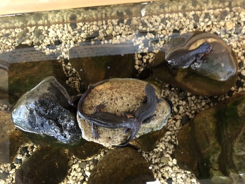 道の駅 奥永源寺渓流の里-15