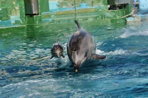 名古屋港 バンドウイルカ 赤ちゃん-21