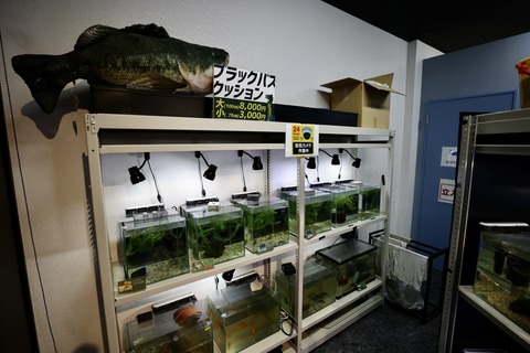 えきまちテラス長浜 小さなびわ湖水族館-11