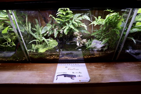 竜洋昆虫自然観察公園イモリ-3