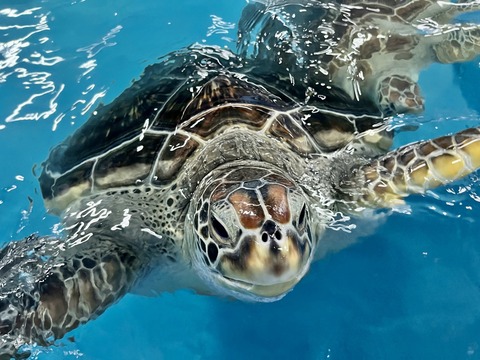 ドルフィンリゾート ウミガメプール-6