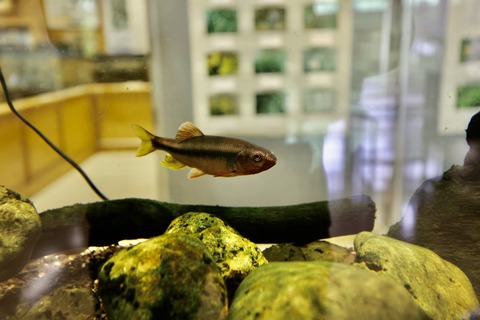 桶ケ谷沼ビジターセンター-4