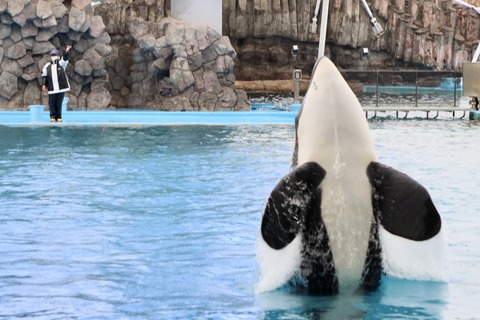 名古屋港シャチのリン公開トレーニング-4