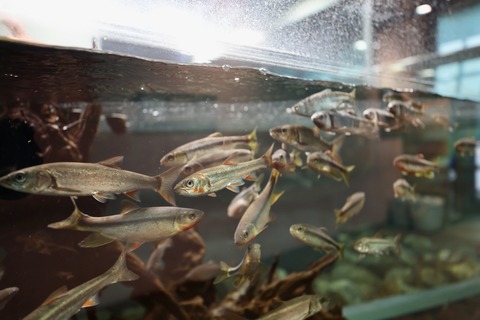 みなとやま水族館-10