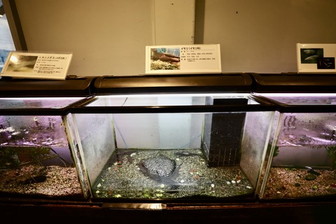 山方自然生態観察施設淡水魚館イモリ-1