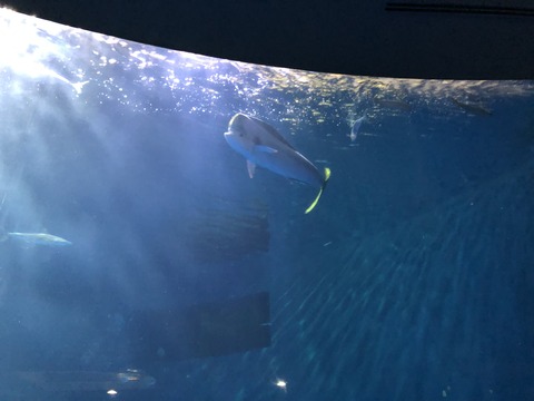 名古屋港水族館 シイラ-25