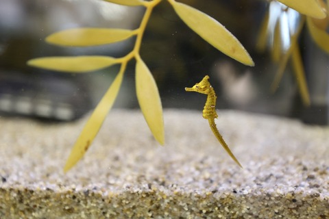 くにみクラゲ公民館-29