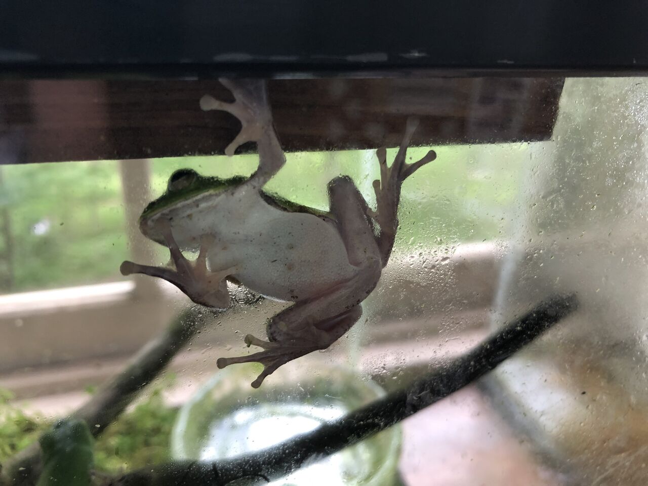 長野県 茶臼山高原両生類研究所 カエル館 主食は水族館です 長野県 茶臼山高原両生類研究所 カエル館 主食は水族館です