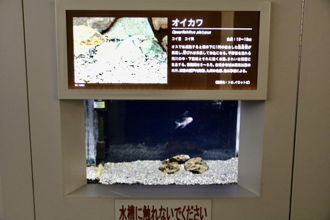 西湖ネイチャーセンター クニマス展示館-5