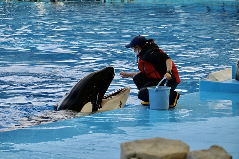 名古屋港水族館 リン 公開トレーニング-33