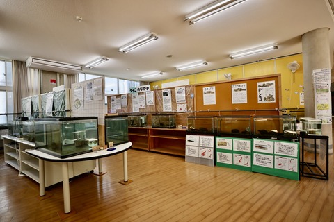 ひみラボ水族館-15