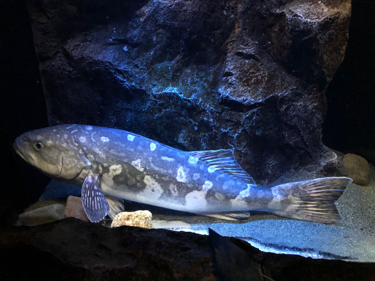 静岡県 沼津港深海水族館 シーラカンス ミュージアム 主食は水族館です