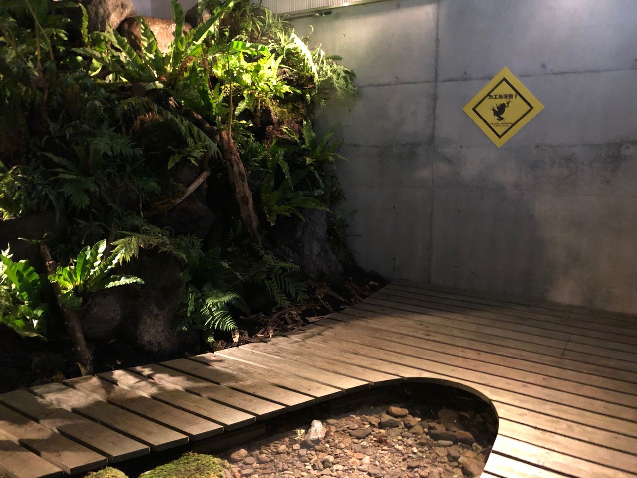 Kawazooのゴライアスガエルに関する情報まとめ 主食は水族館です