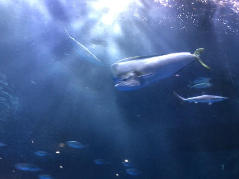 名古屋港水族館 シイラ-3