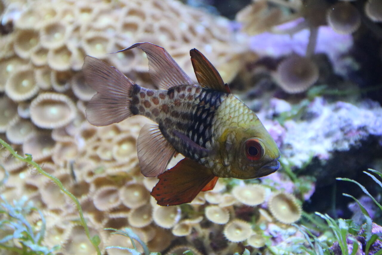 水族館クイズ この水槽がどの水族館か分かりますか 主食は水族館です