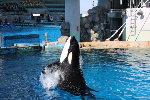 名古屋港シャチ-10