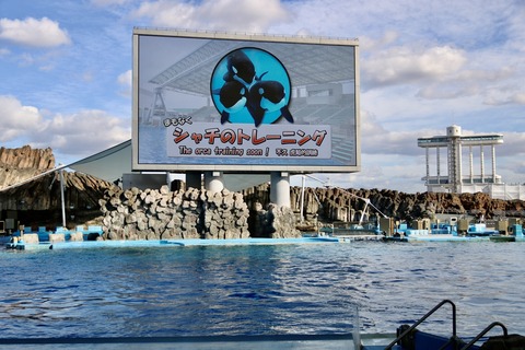 名古屋港水族館 リン 公開トレーニング-26