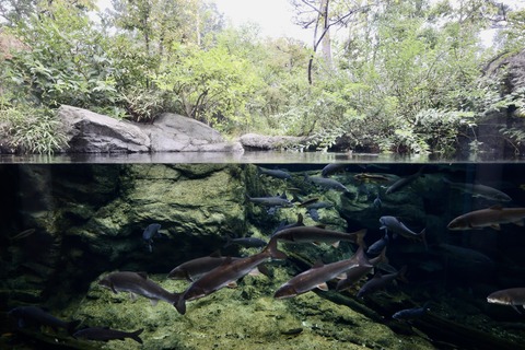 なかがわ水遊園-10