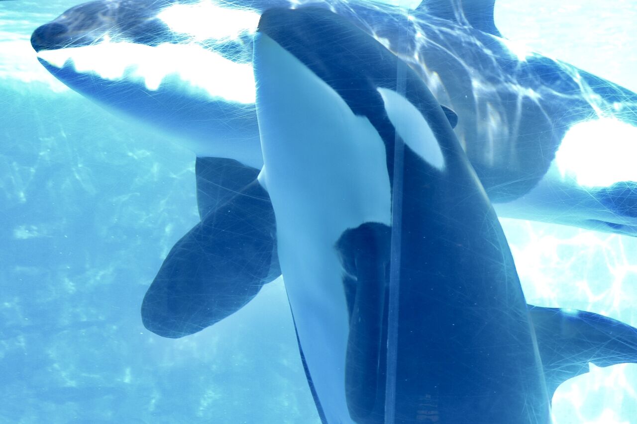 名古屋港水族館 シャチのリンの公開トレーニング 21年10月 主食は水族館です