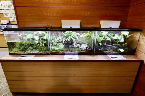 竜洋昆虫自然観察公園イモリ-1