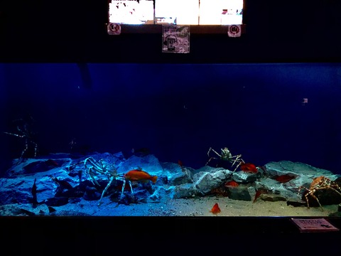 南館2階 深海ギャラリー-1