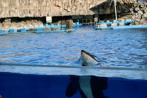 名古屋港水族館 リン 公開トレーニング-37
