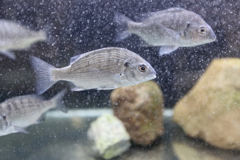 富山県栽培漁業センター-9