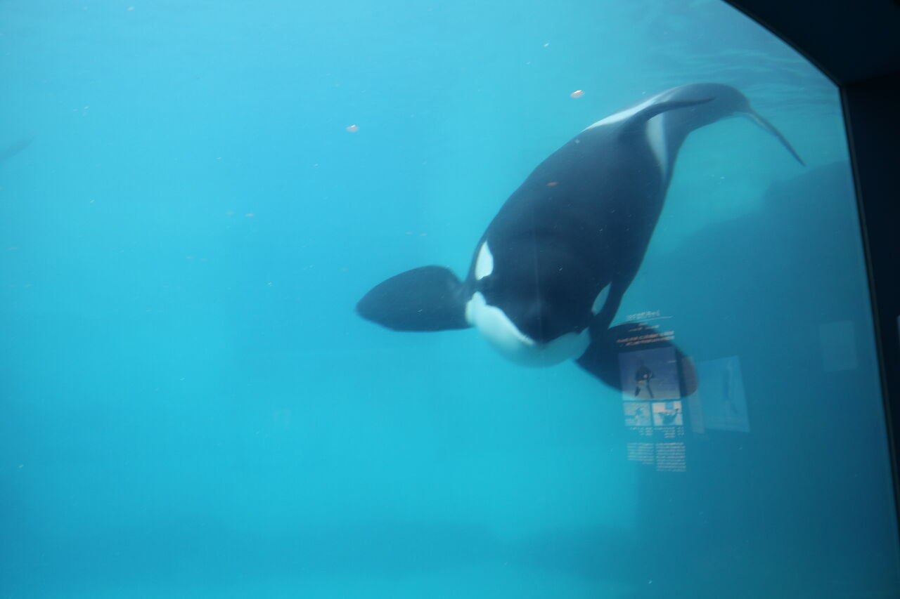 愛知県 名古屋港水族館 主食は水族館です 愛知県 名古屋港水族館 主食は水族館です
