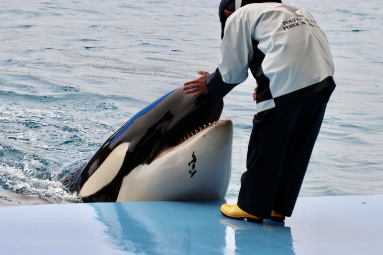 名古屋港水族館 シャチのリンの公開トレーニング 22年2月 主食は水族館です