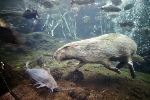 なかがわ水遊園-32