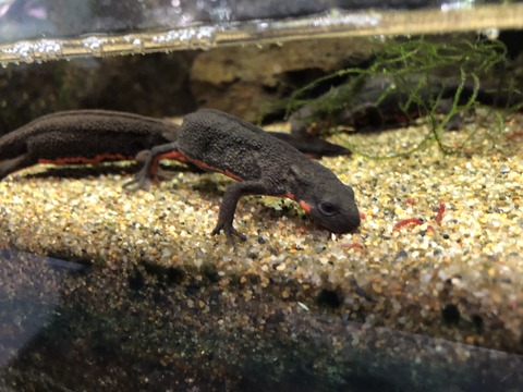 アクアリウムさがみはら-6