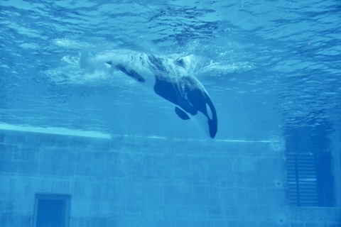 名古屋港 シャチのアース公開トレーニング-10