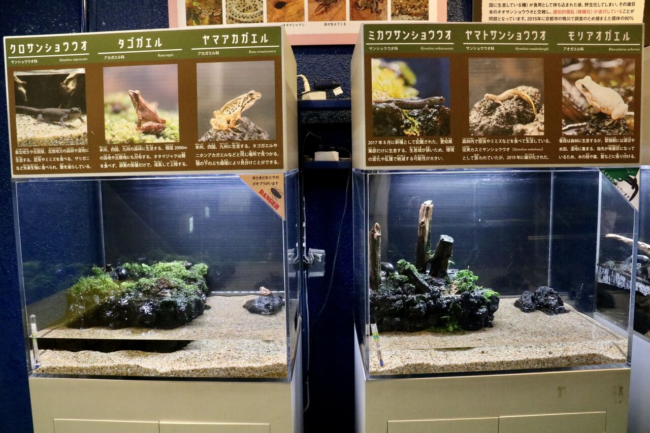 碧南海浜水族館の爬虫類・両生類コーナーが魅力的！ : 主食は水族館です