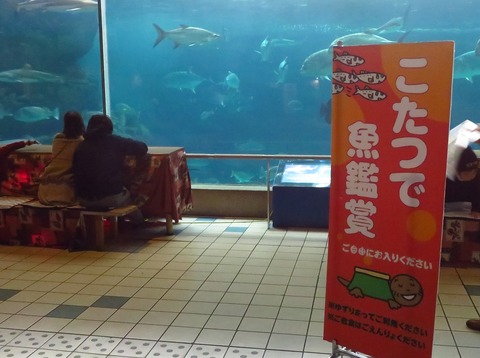 須磨水族園 こたつ