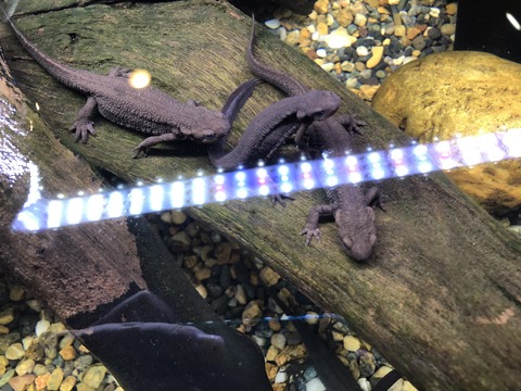 土岐川観察館-11