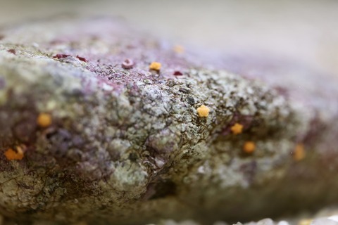 くにみクラゲ公民館-18