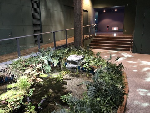 マリンワールド海の中道 イモリ-1