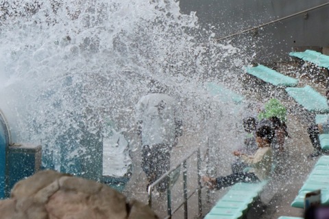 名古屋港シャチのリン公開トレーニング-15