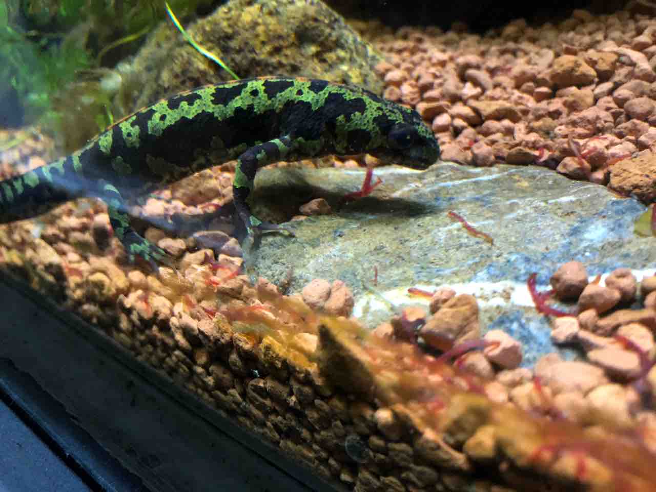 東山動物園のイモリ水槽は非常に充実しています 主食は水族館です 東山動物園のイモリ水槽は非常に充実しています 主食は水族館です
